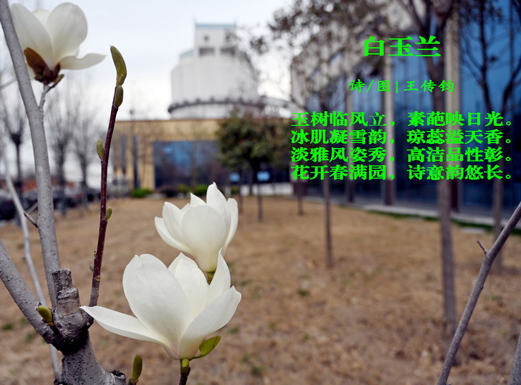 1白玉兰.jpg